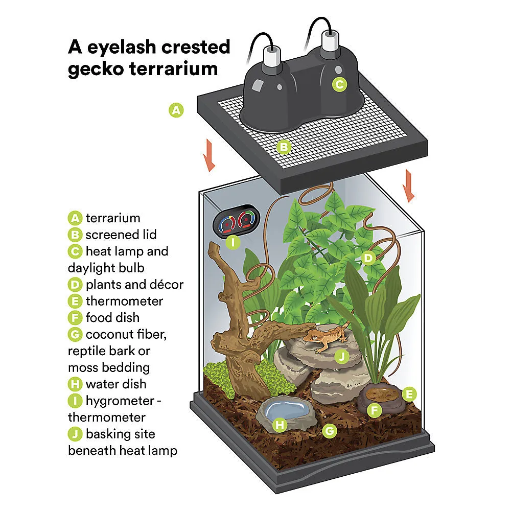 Eyelash Crested Gecko