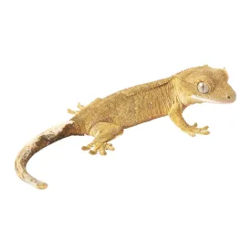 Eyelash Crested Gecko