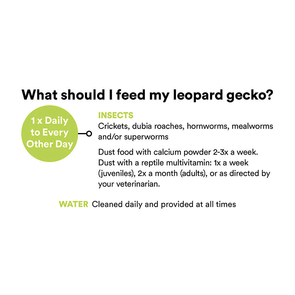 Fancy Leopard Gecko