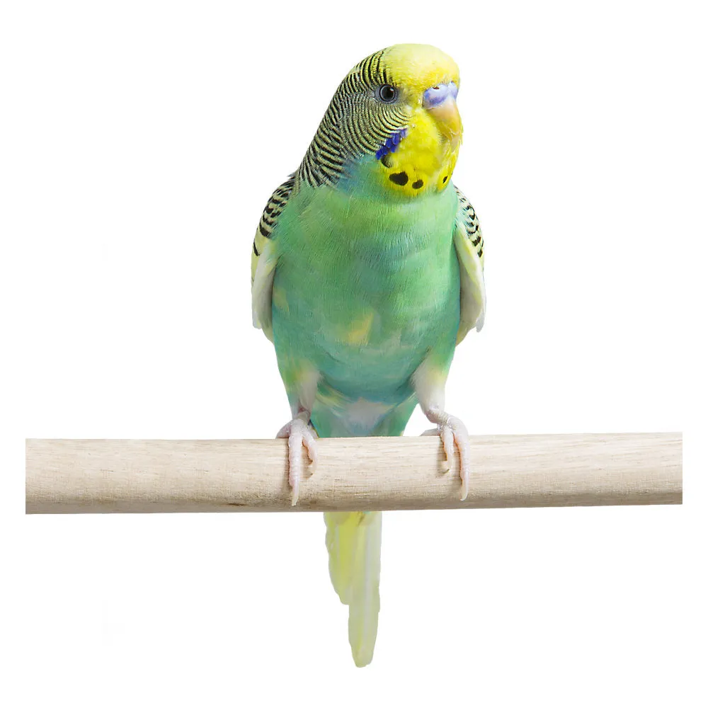 Fancy Parakeet