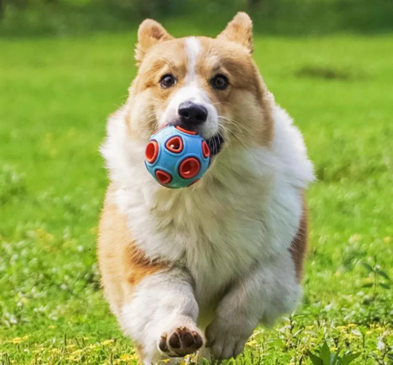 Pet toy dog food leakage and bite resistant toy ball bell sound training ball