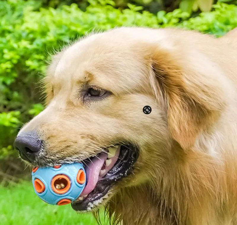 Pet toy dog food leakage and bite resistant toy ball bell sound training ball