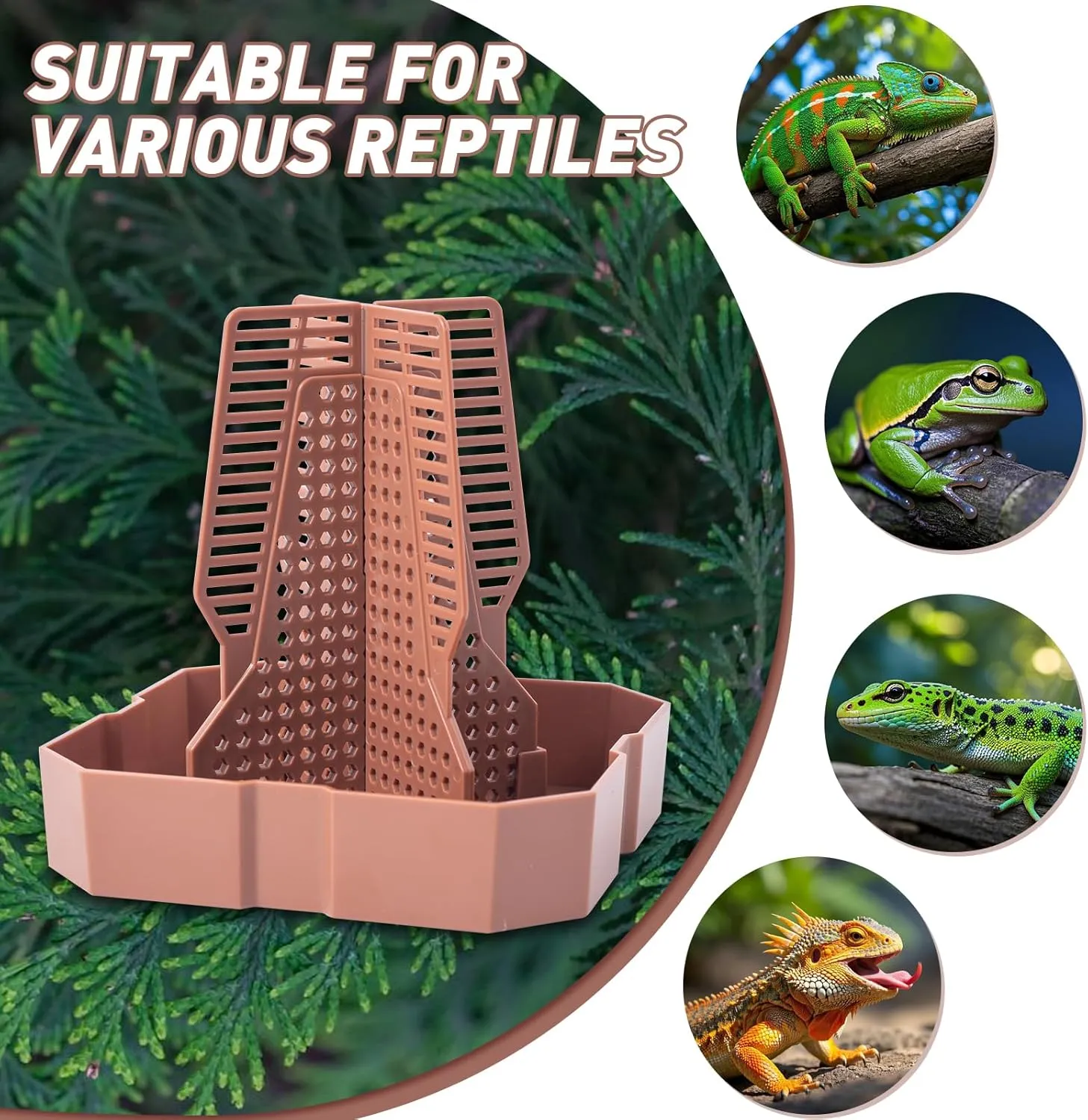 Reptile Feeder Bowls with Climbing Ladder for Chameleon,Bearded Dragon,Guardians Hunting Bugs Keep Training Terrarium Bowls for Lizards,Frogs,Geckos Other Small Pets,Brown (Small)