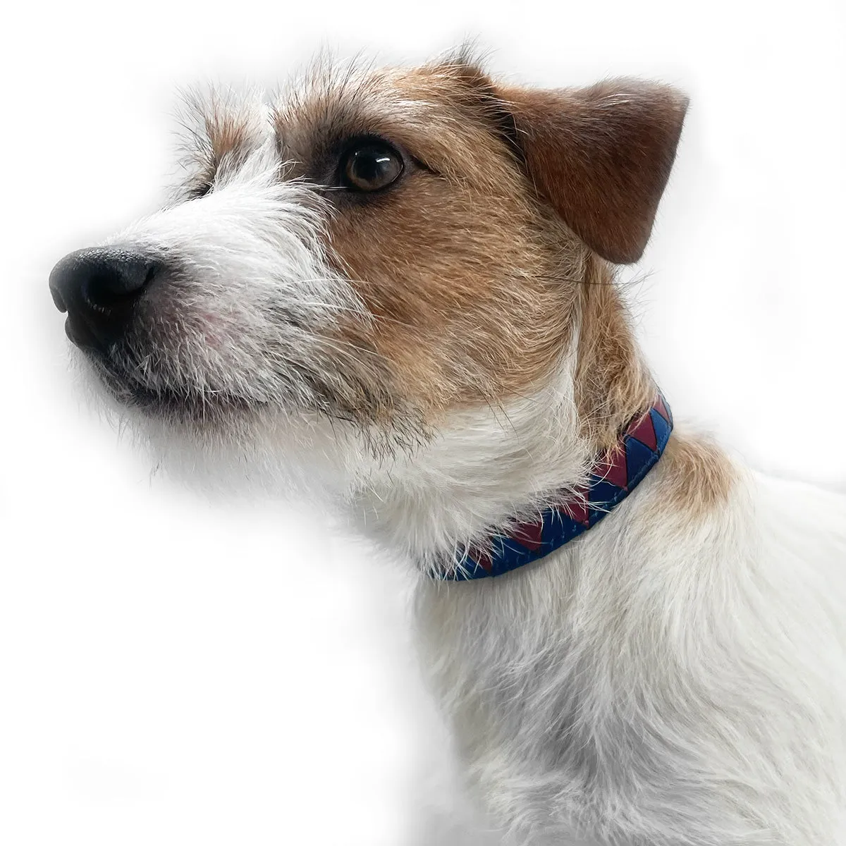 Sharktooth Dog Collar Leather - Navy & Burgundy