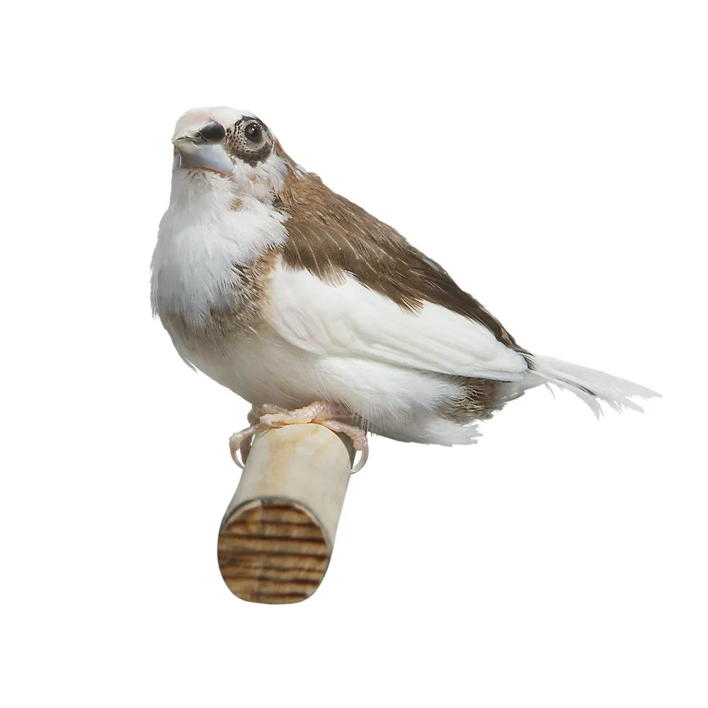 Society Finch