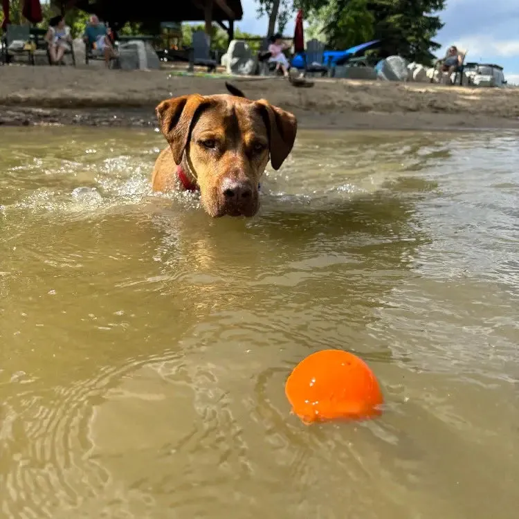 SodaPup Squeak Ball