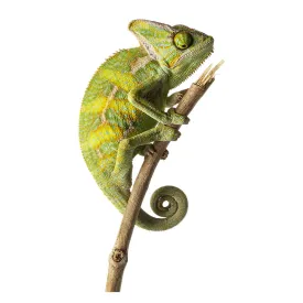 Veiled Chameleon