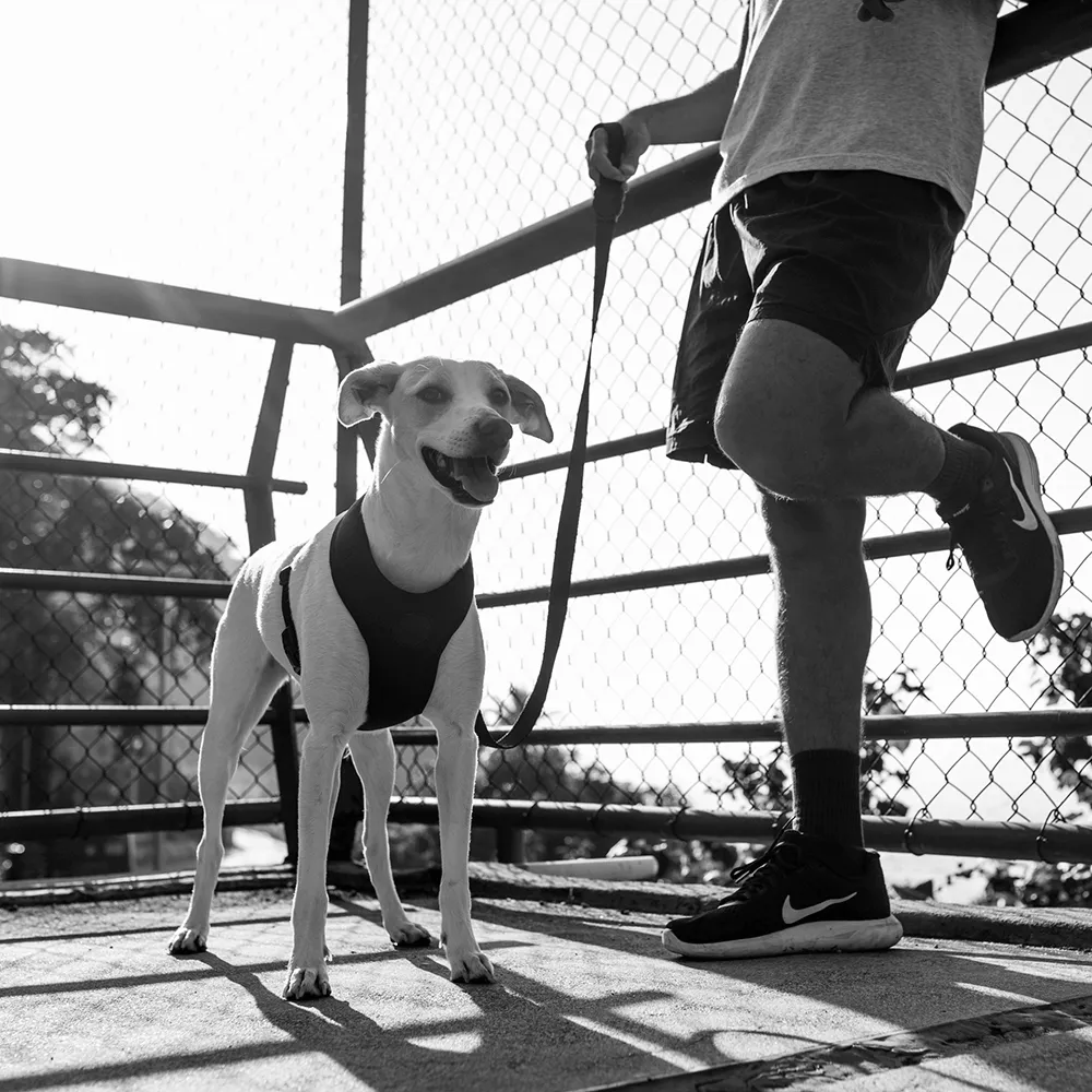 Zee.Dog Gotham Adjustable Air Mesh Harness