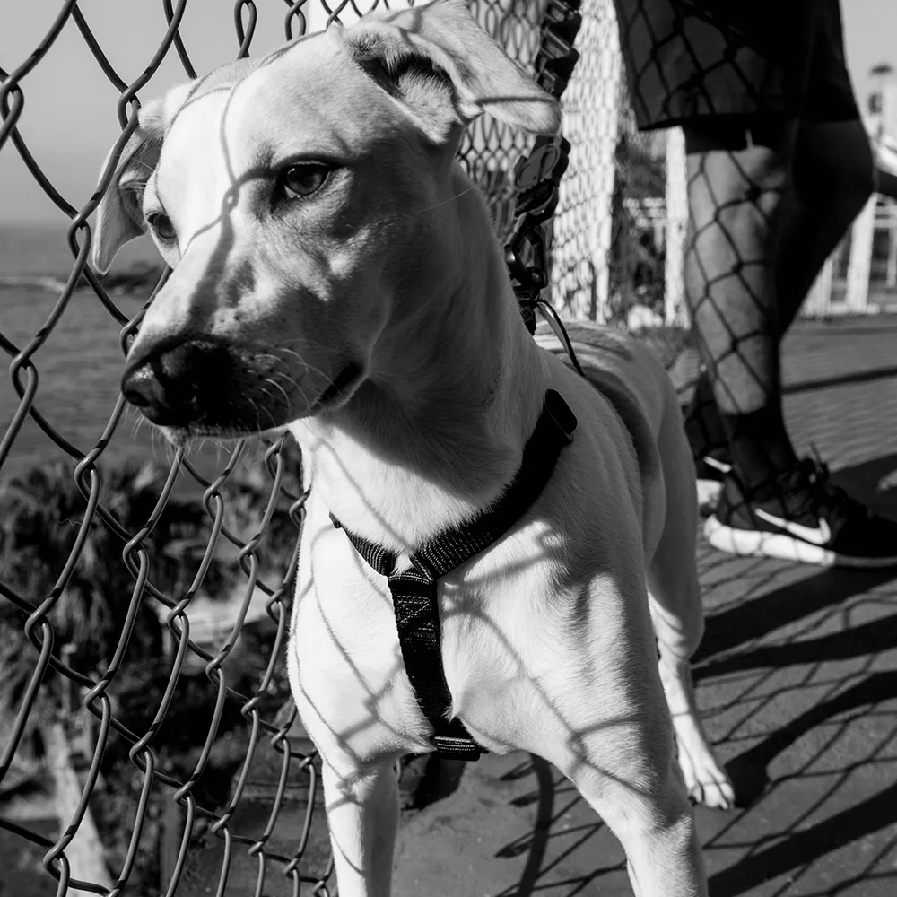 Zee.Dog Gotham H-Harness