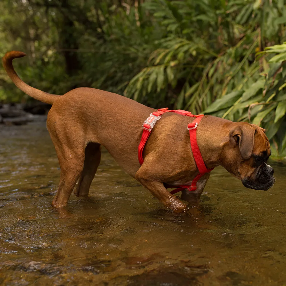 Zee.Dog Neopro Coral H-Harness